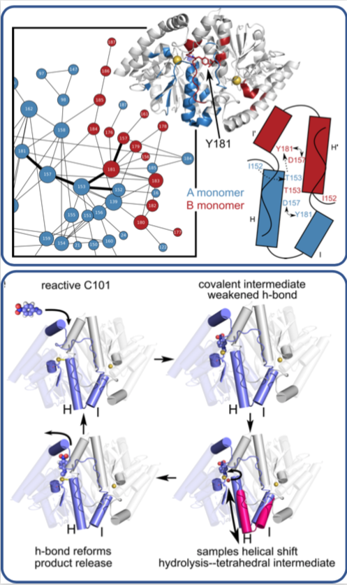 Researchers Reveal How Enzyme Motions Catalyze Reactions | SLAC ...